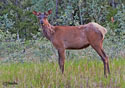 Cervus elaphus nelsoni